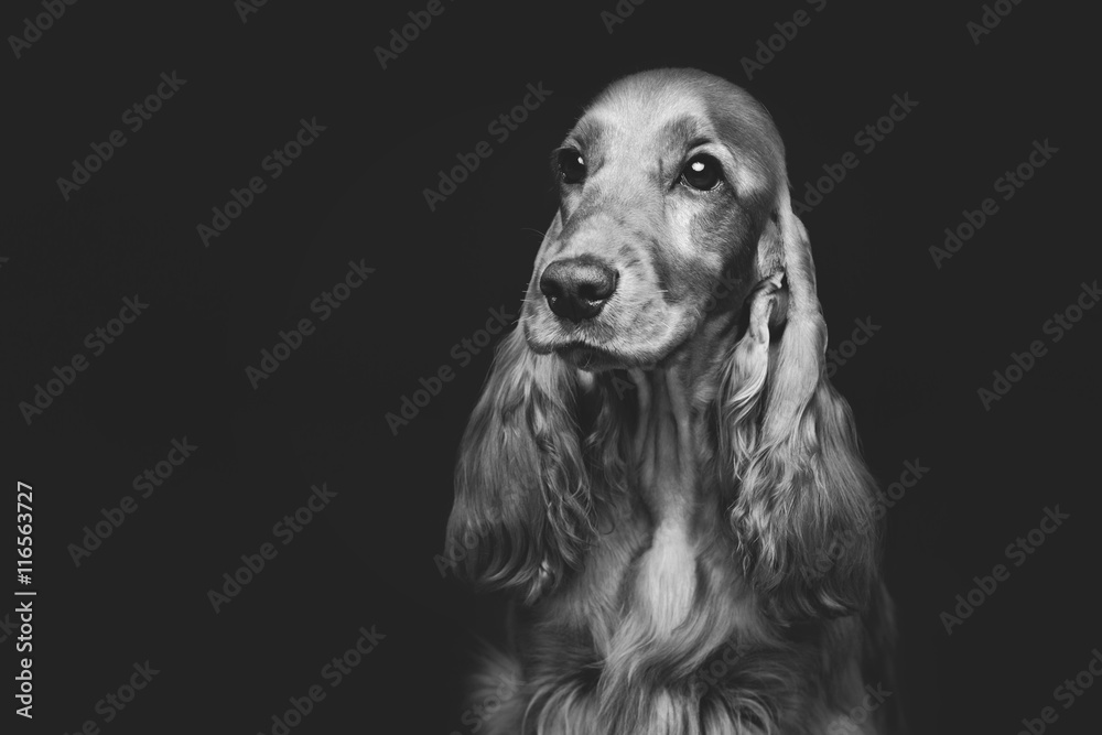 Beautiful young cocker spaniel Beautiful young cocker spaniel