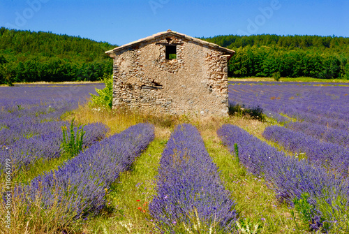 Campi di lavanda