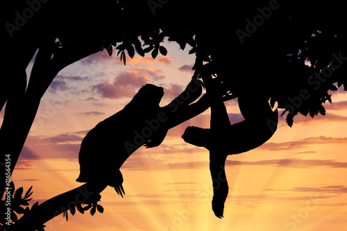 Obraz na plátně Pair sloths animals in a tree