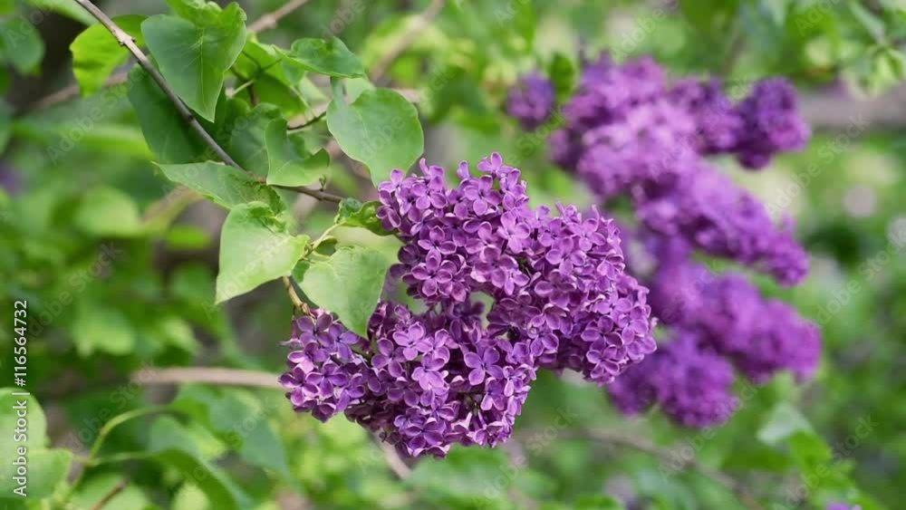 Lilac purple flowers tree with green leaves close up, natural seasonal spring floral background with copy space Lilac purple flowers tree with green leaves close up, natural seasonal spring floral background with copy space