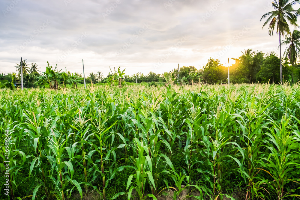 Fototapeta premium Corn field green evening light sunset