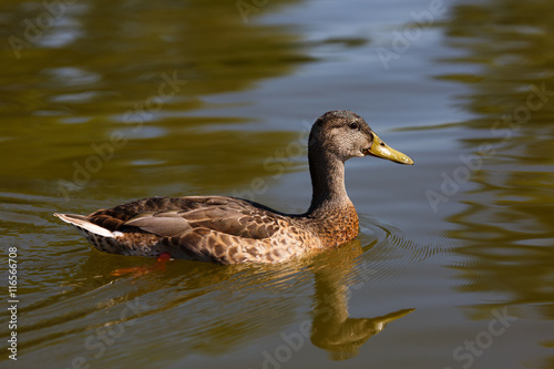 Mallard duck female swimming on the water.