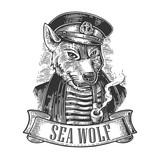Sea wolf with pipe and ribbon.