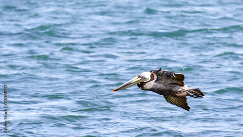 Low Flying Pelican Skimming The Sea