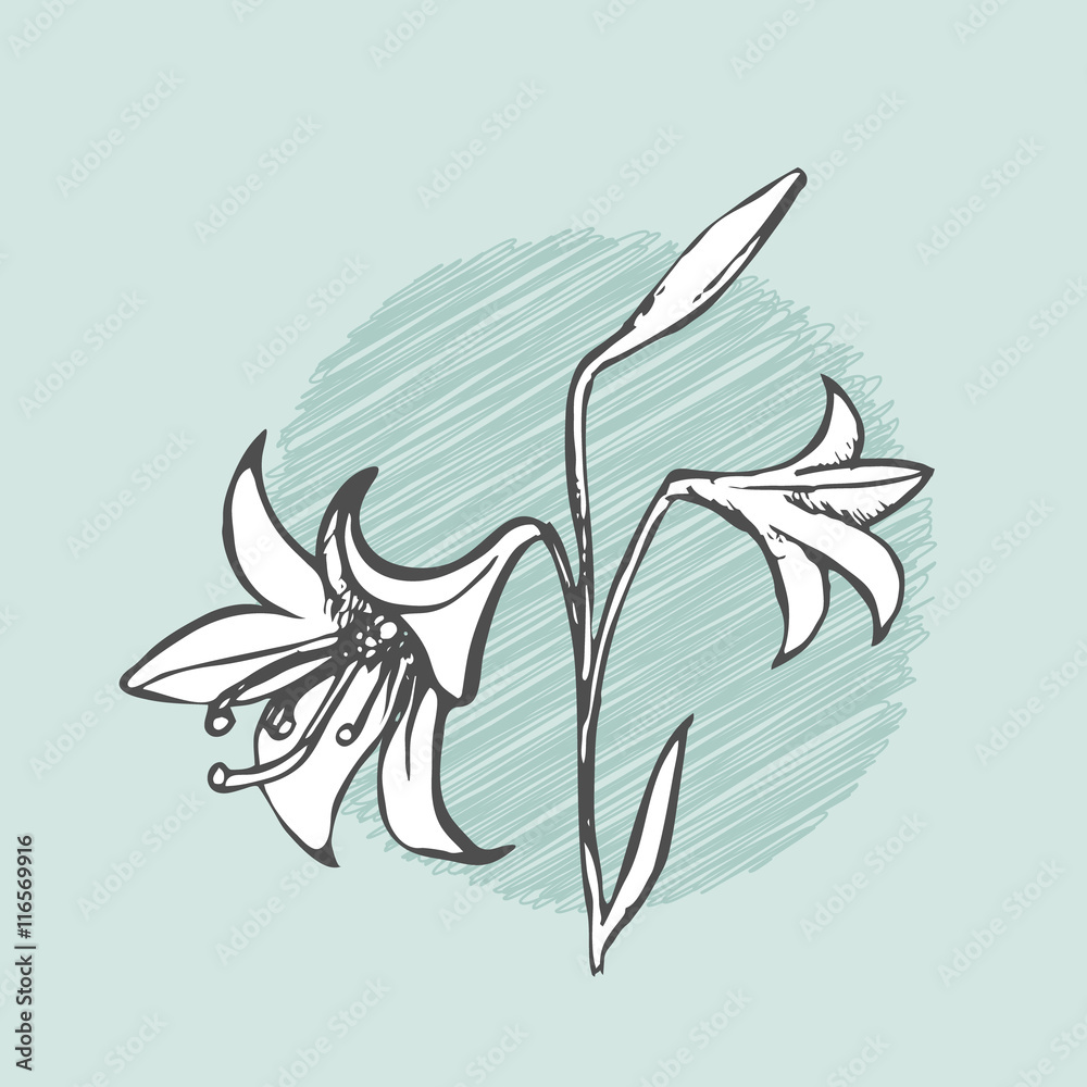 Lily with bud outline sketch vector with background. Vintage floral illustration.