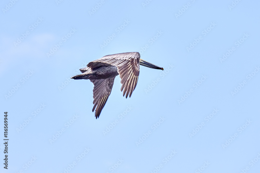 Fototapeta premium Pelican Climbing Into A Blue Sky