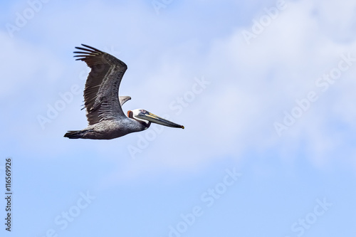 Pelican Flying Over Miami