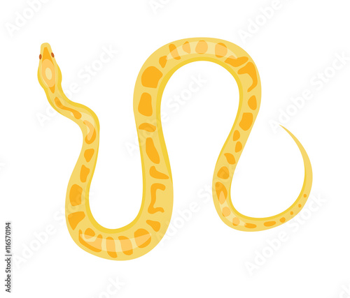 Python boa snake