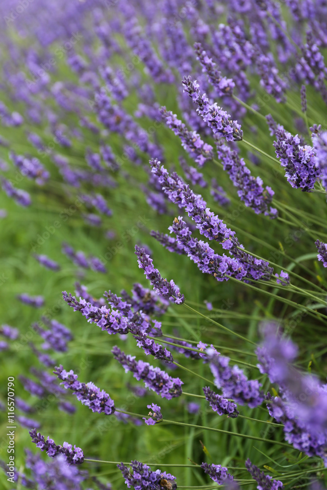 Naklejka premium Lavender flowers in blossom