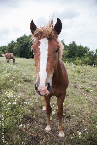 beautiful horse closeup