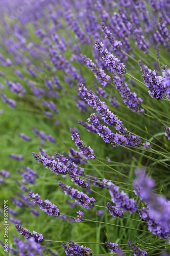 Lavender flowers in blossom