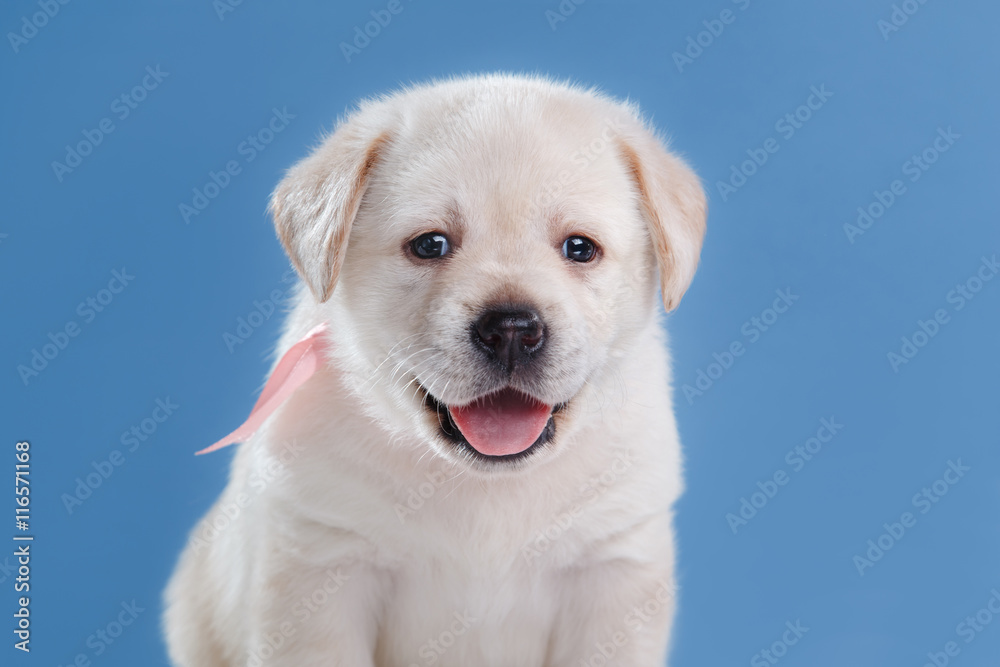 Little puppy Labrador retriever Little puppy Labrador retriever