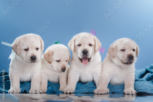 Little puppys Labrador retriever