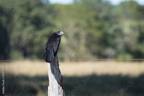 A black crotophaga bird (anu preto) seated on the fence