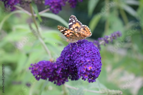 Schmetterling auf Sommerflieder photo