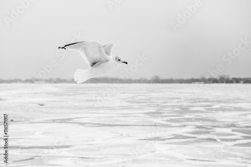 Flying white bird during winter