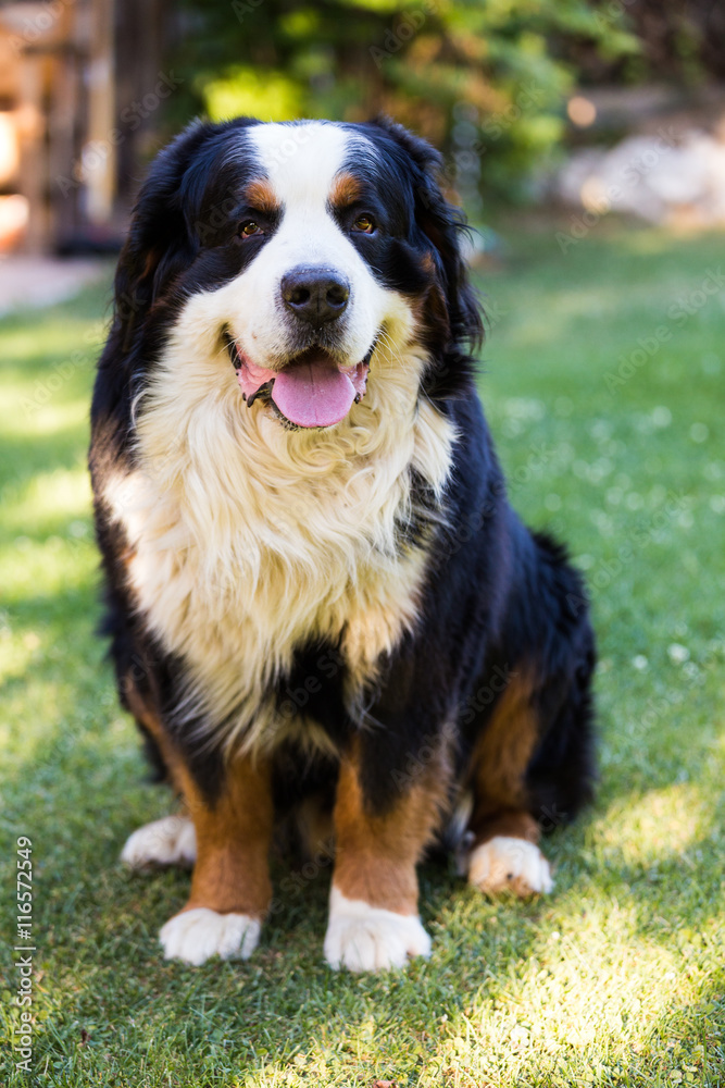 Bernese mountain dog looking at the camera