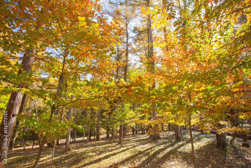 Beautiful colorful autumn trees yellow , red and green in forest Beautiful colorful autumn trees yellow , red and green in forest