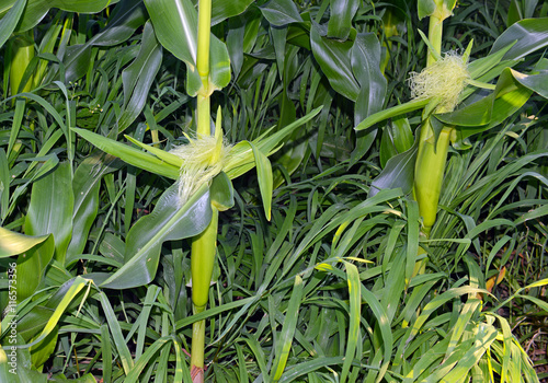 Corn plants  a staple food of the world  popular commodity to trade and a crop that is wind pollinated and often hybridized. 