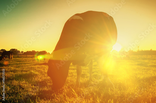 Cows on pasture at sunset