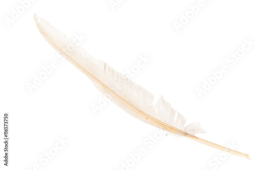 White feather on white