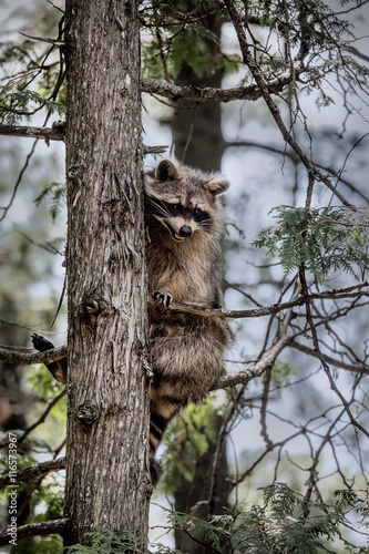 raccoon sitting in a tree