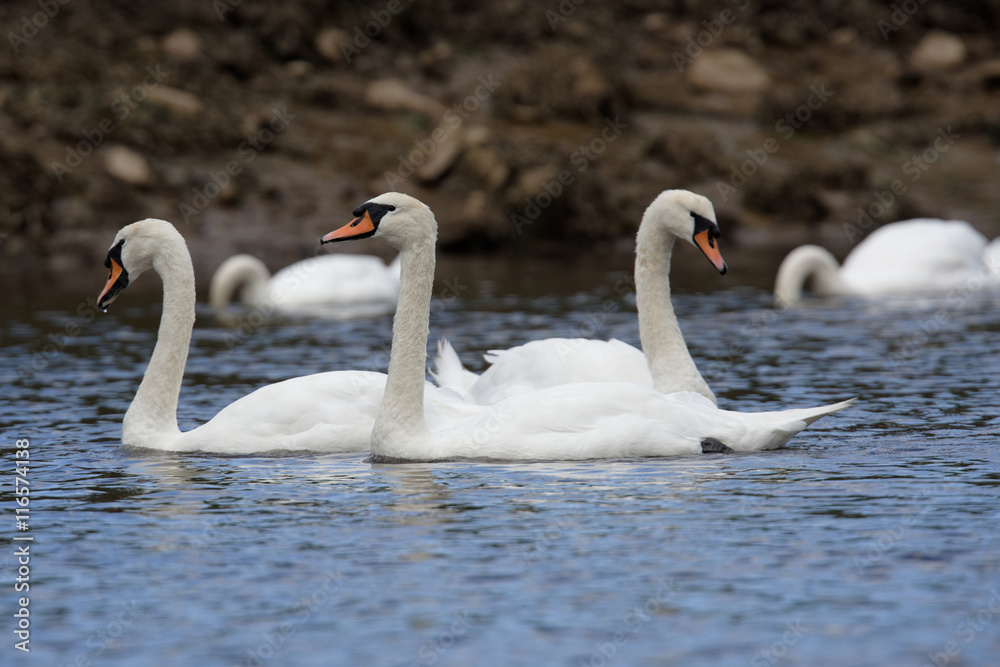 Fototapeta premium Mute Swan, cygnus olor