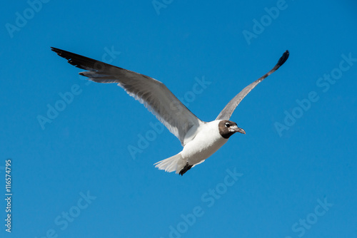Seagull on Pelican Island Texas