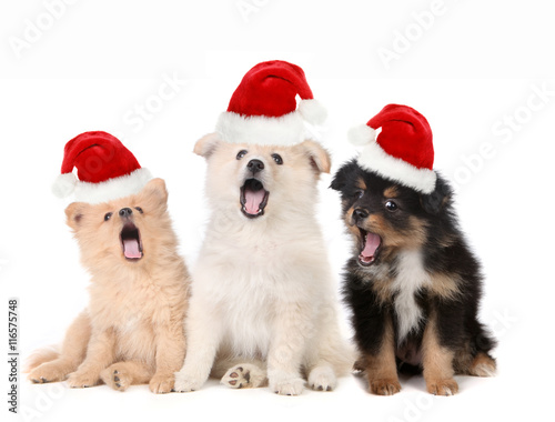Christmas Puppies Wearing Santa Hats and Singing © Katrina Brown
