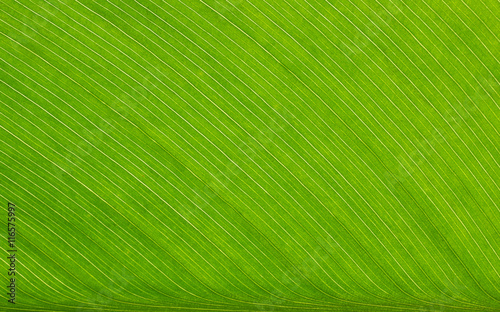 Green leaf, macro view