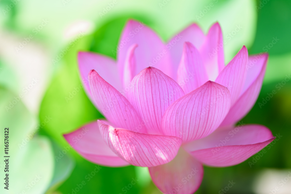 Lotus flower
