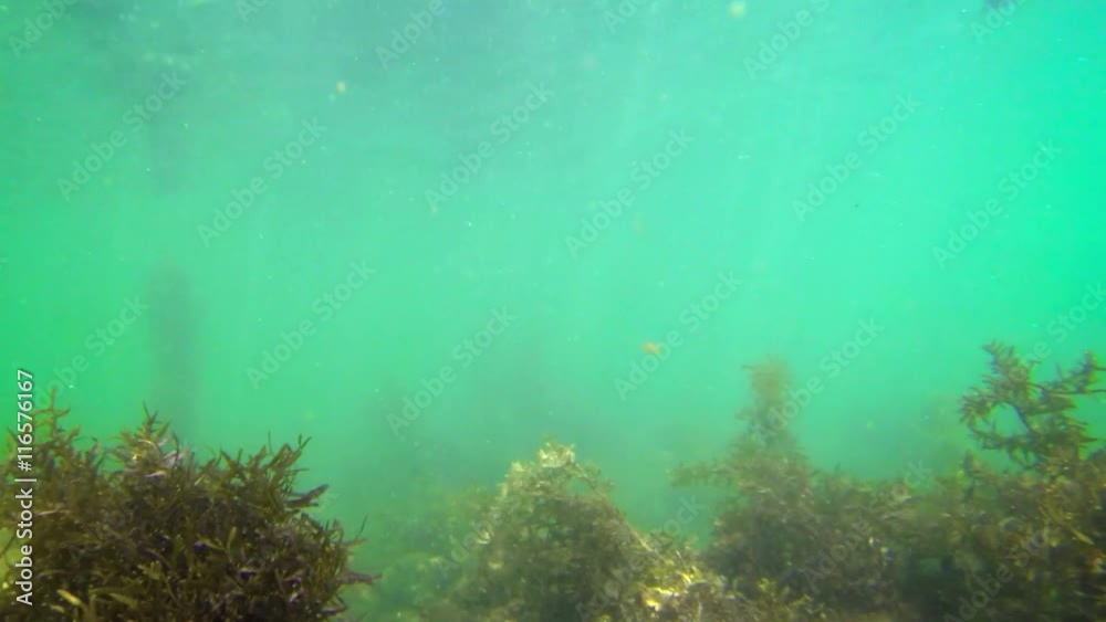 Living aquatic plants fill this underwater scene. Seagrass sways in the natural current. Tall columns of kelp stand in the background. Living aquatic plants fill this underwater scene. Seagrass sways in the natural current. Tall columns of kelp stand in the background.