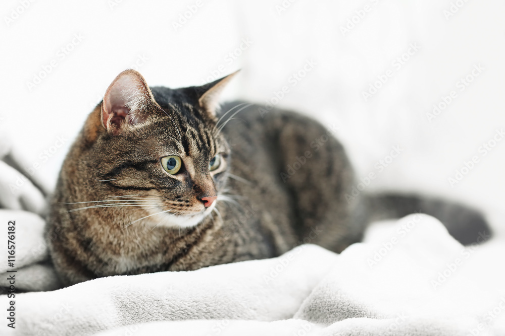Cute grey cat on sofa in the room Cute grey cat on sofa in the room