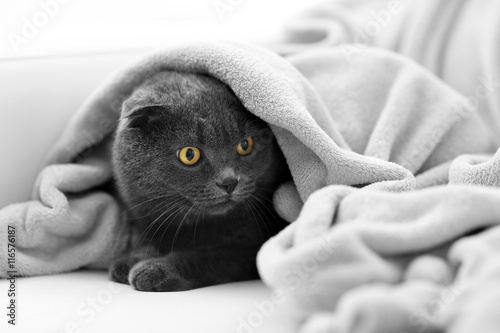 Fototapeta Naklejka Na Ścianę i Meble -  Cute grey cat on sofa in the room
