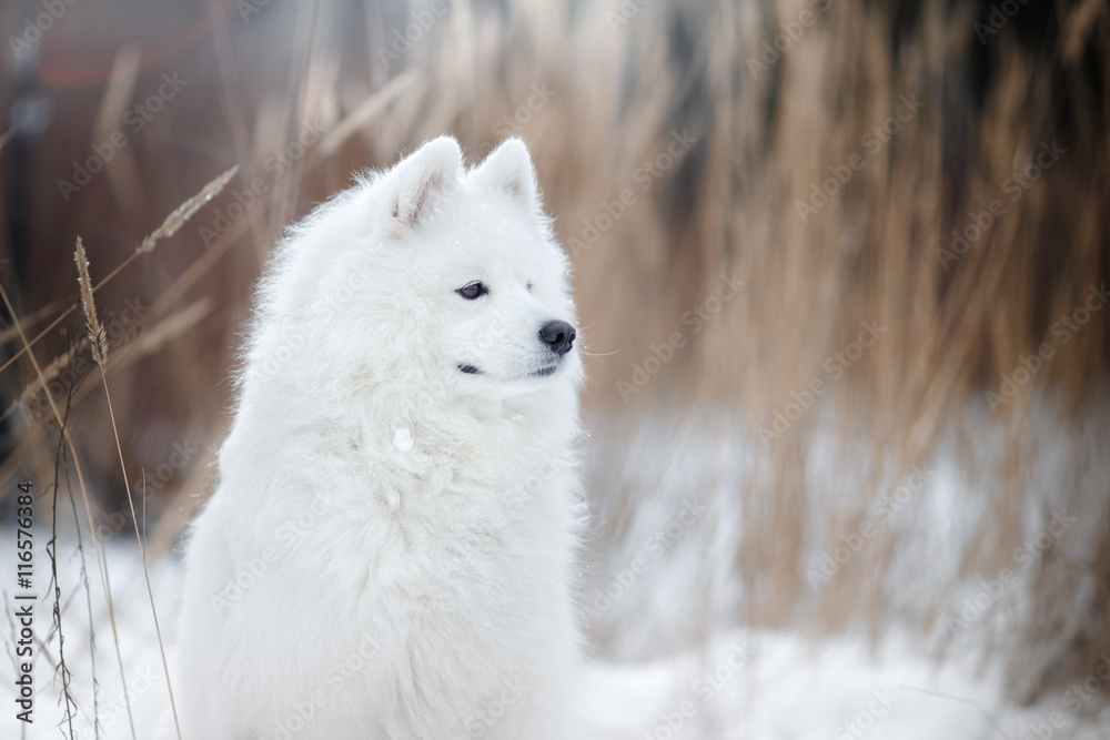 Obraz premium Beautiful white Samoyed dog