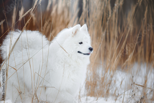 Beautiful white Samoyed dog