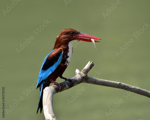 White-throated Kingfisher (Halcyon smyrnensis) the puffy brown a