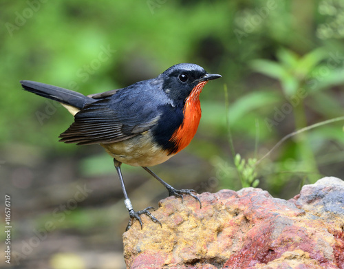Red neck bird, firethroat (Luscinia pectardens) the beautiful gr photo