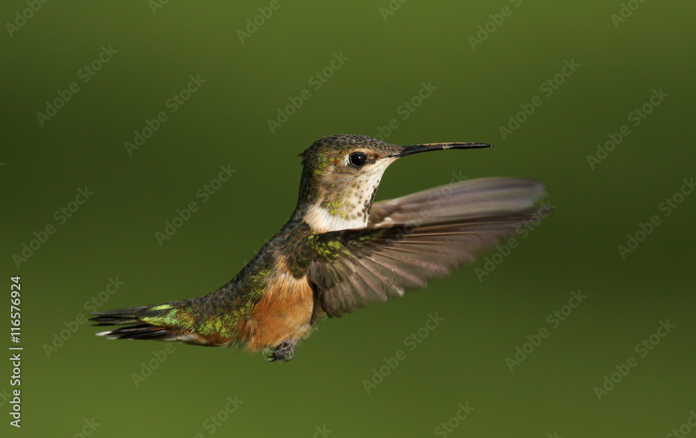 Fototapeta premium Hummingbird
