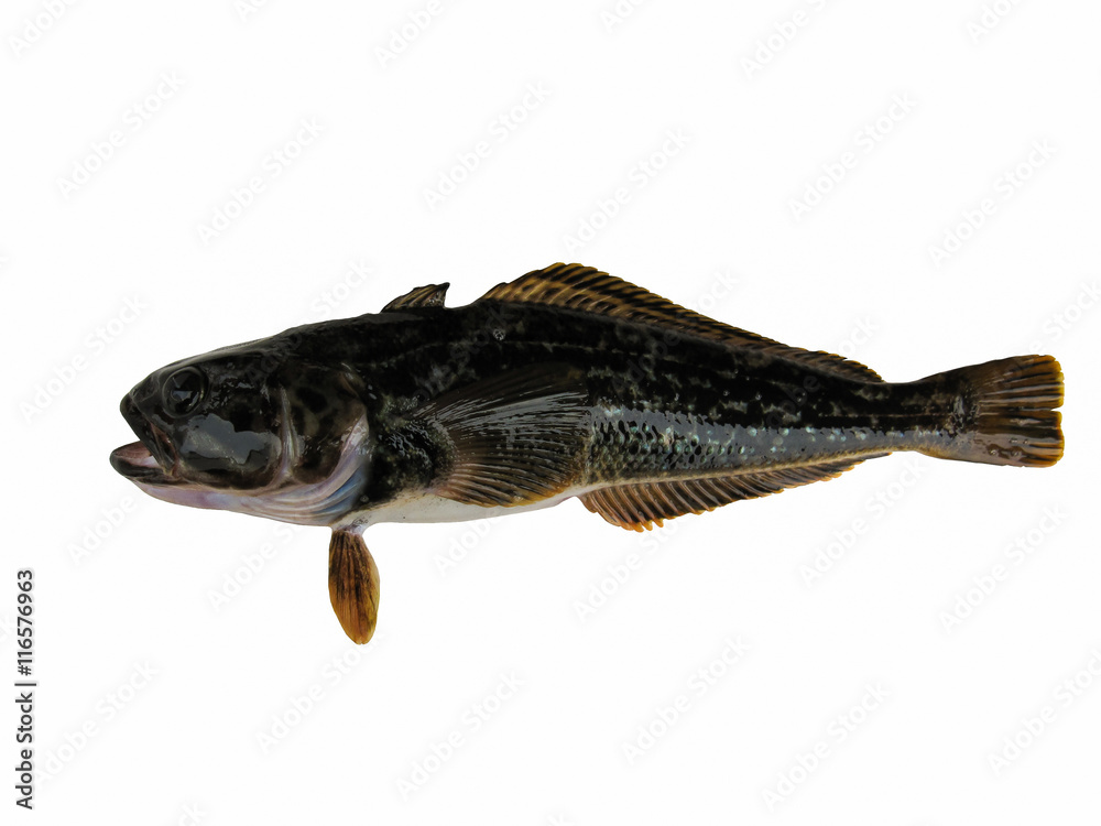 Antarctic cod or Antarctica toothfish isolated on the white background Stock Photo Adobe Stock