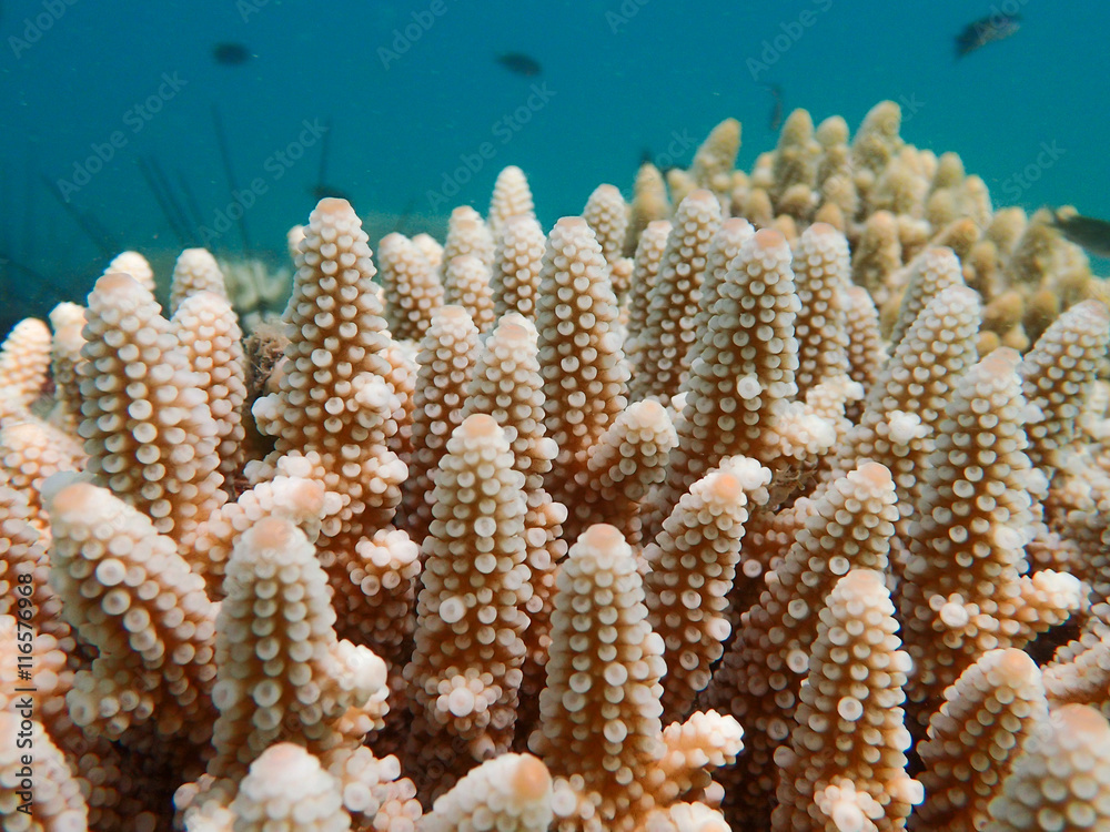 Fototapeta premium Branching or staghorn coral in the tropical ocean