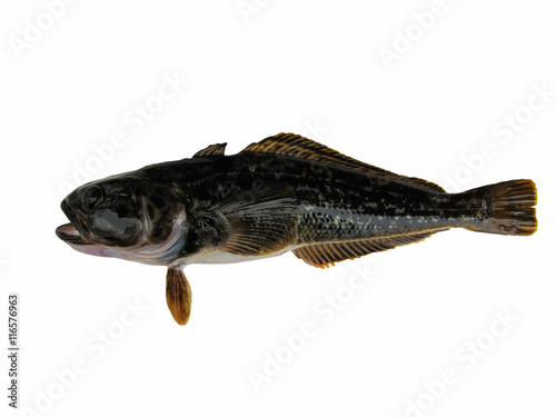 Antarctic cod or Antarctica toothfish isolated on the white background