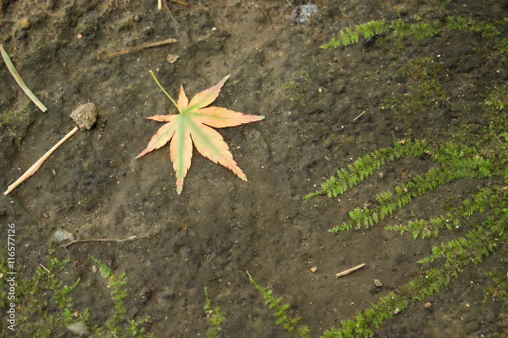 Maple leaf and fern on the background Maple leaf and fern on the background