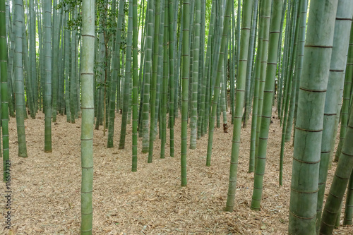 Bamboo garden in Japan