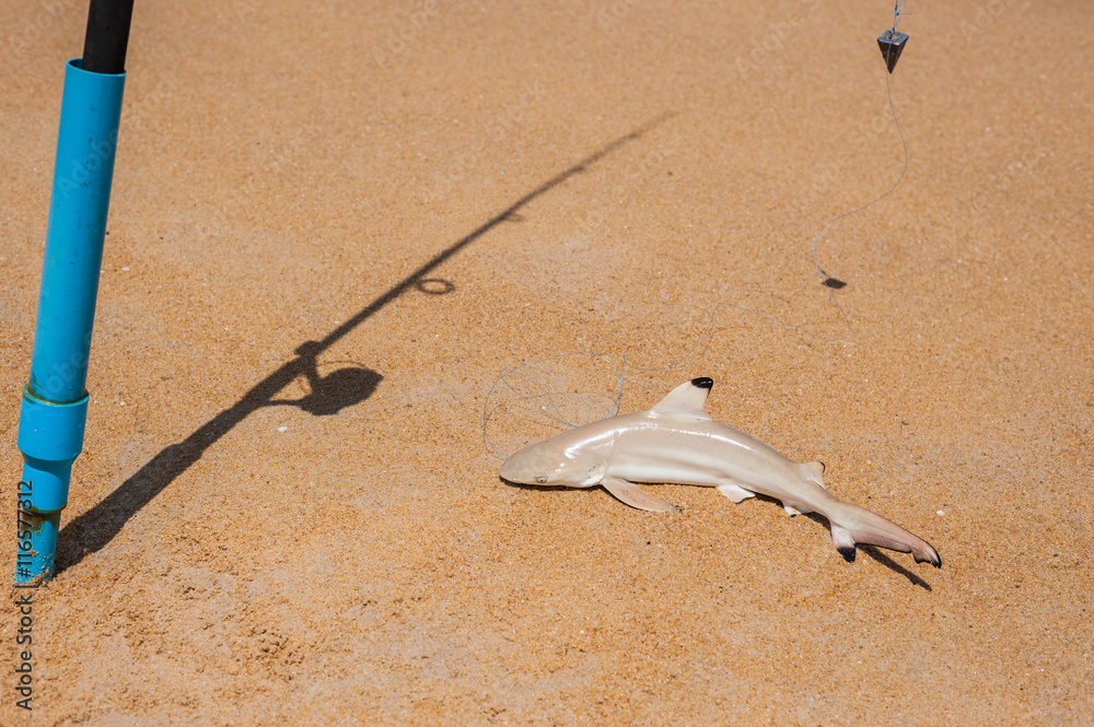 Fisherman caught the shark on the beach with white foam wave at
