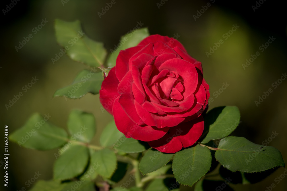 Red rose in the garden