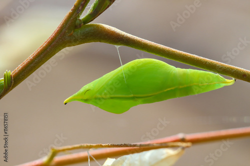 Chrysalis Butterfly photo