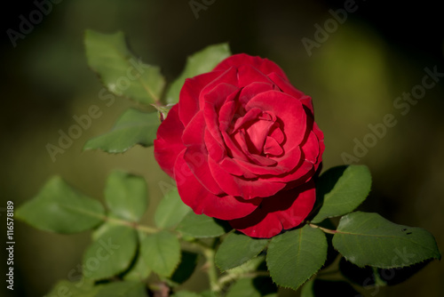 Red rose in the garden