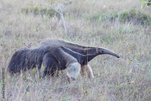 Tamandua Bandeira in Serra da Canastra, Minas Gerais, Brazil