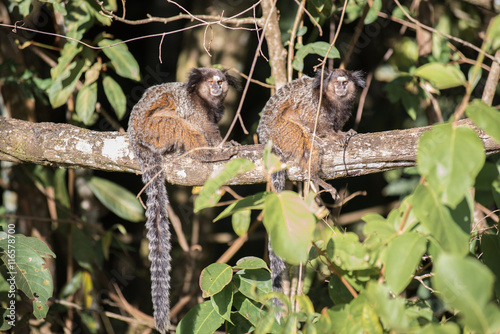 Two little mokeys on the tree in Serra da Canastra, Minas Gerais
